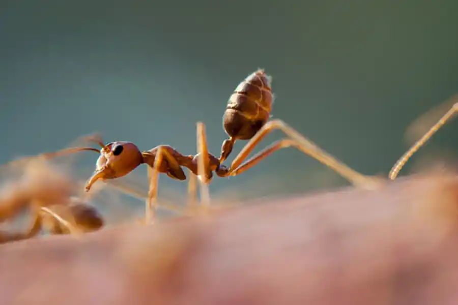 La estrategia de las hormigas argetinas en sencilla pero efectivas: asfixiar y conquistar. 