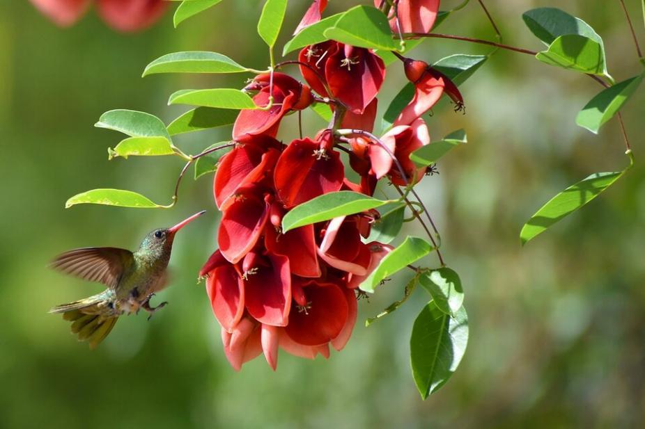 Se trata de una planta melífera de la que pueden alimentarse aves e insectos.