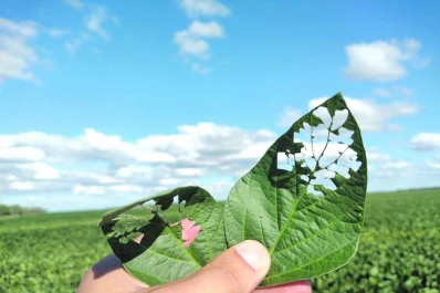La tecnología Bt en soja y en maíz estaría perdiendo inmunidad ante lepidópteros