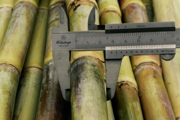 La Eeaoc ofrece una guía para identificar en campo variedades TUC de la caña de azúcar