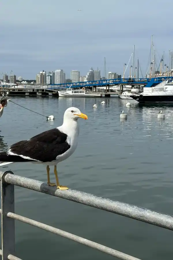 LG Lifestyle en la punta: guía de viaje a Punta del Este