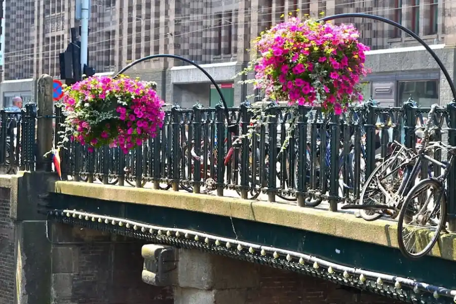 El jardín en el hogar: cuatro enredaderas y plantas decorativas que no generan humedad