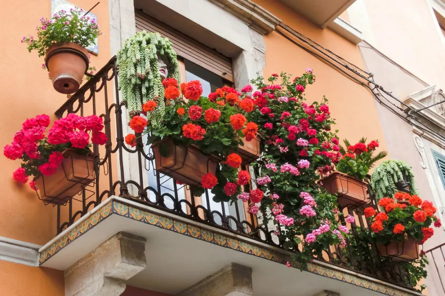 El jardín en el hogar: cuatro enredaderas y plantas decorativas que no generan humedad