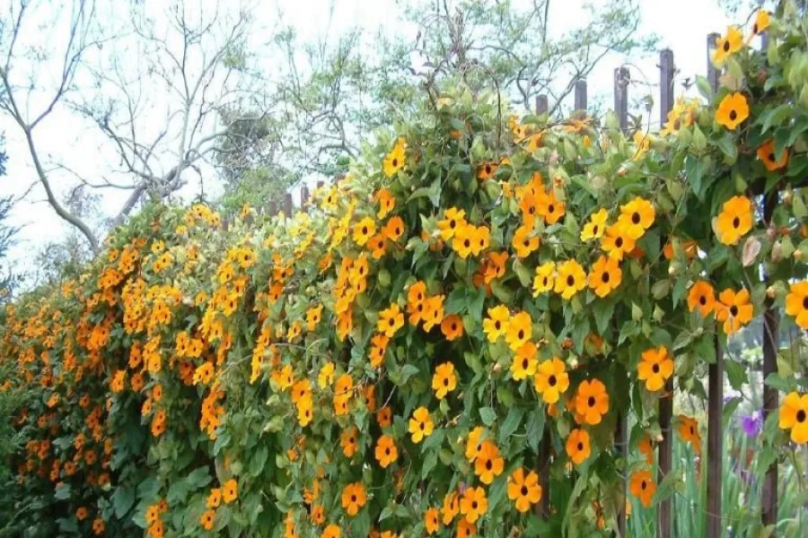 El jardín en el hogar: cuatro enredaderas y plantas decorativas que no generan humedad