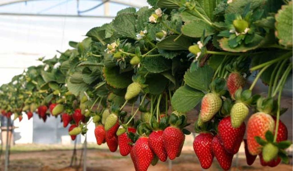 El jardín en el hogar: cuatro enredaderas y plantas decorativas que no generan humedad