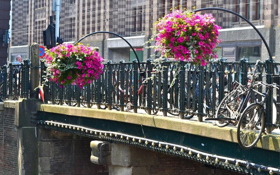 El jardín en el hogar: cuatro enredaderas y plantas decorativas que no generan humedad