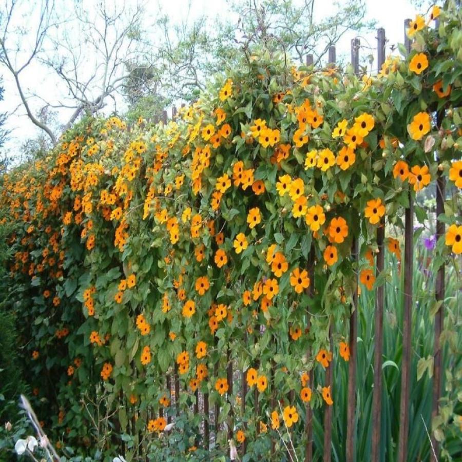 El jardín en el hogar: cuatro enredaderas y plantas decorativas que no generan humedad