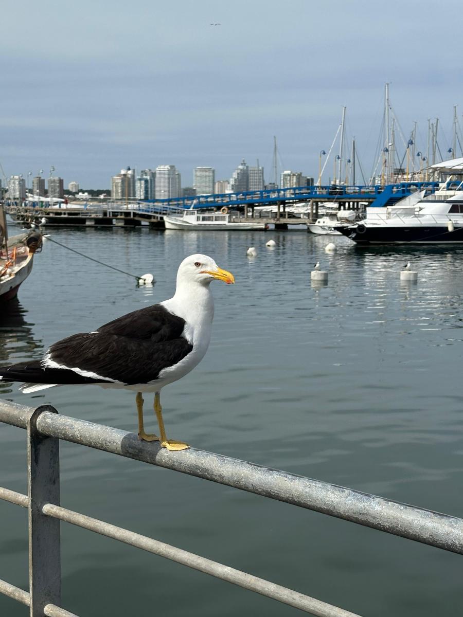 LG Lifestyle en la punta: guía de viaje a Punta del Este