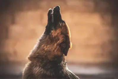 ¿Los perros predicen la muerte de los humanos con sus aullidos? Esto dice la ciencia