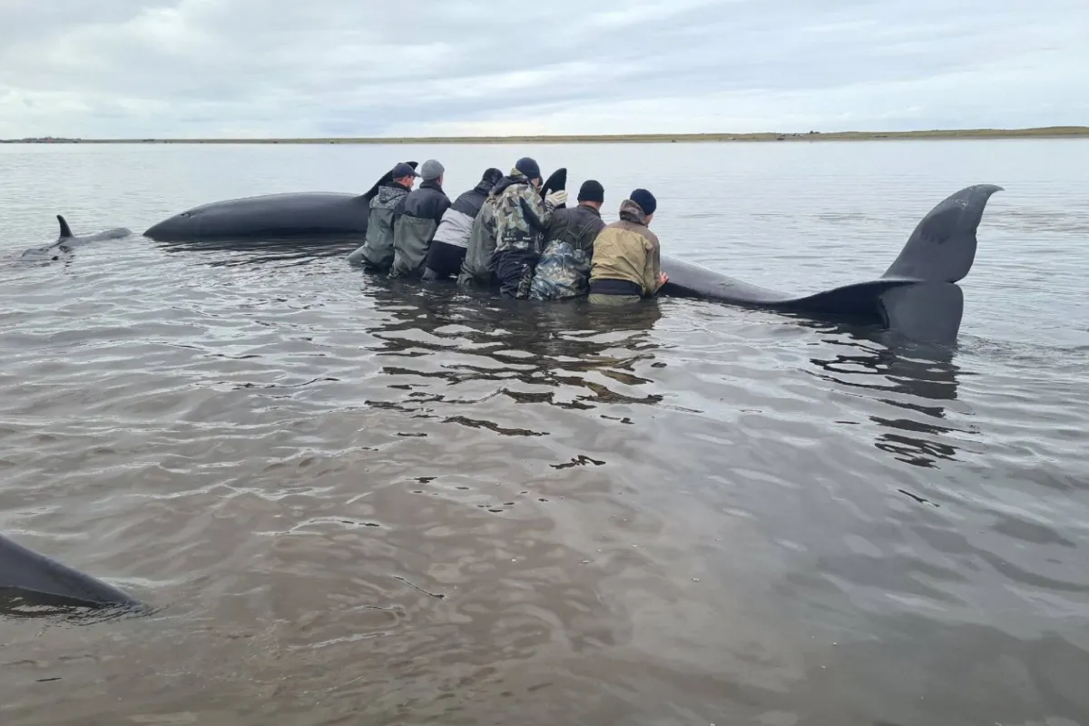 A pesar de los cansados esfuerzos, cuatro ejemplares murieron en el rescate.