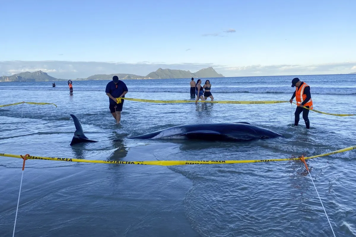 Vecinos de una playa de Nueva Zelanda salvaron más de 30 ballenas. 