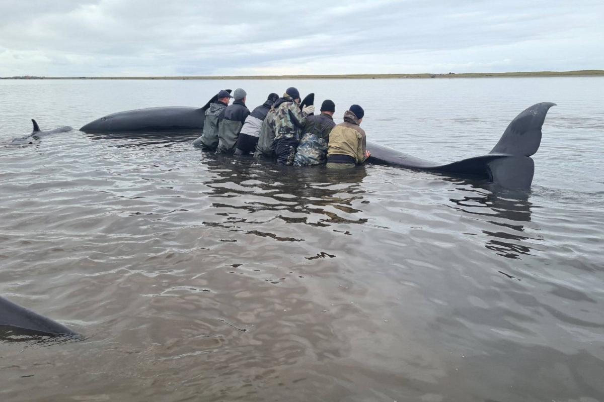 A pesar de los cansados esfuerzos, cuatro ejemplares murieron en el rescate.