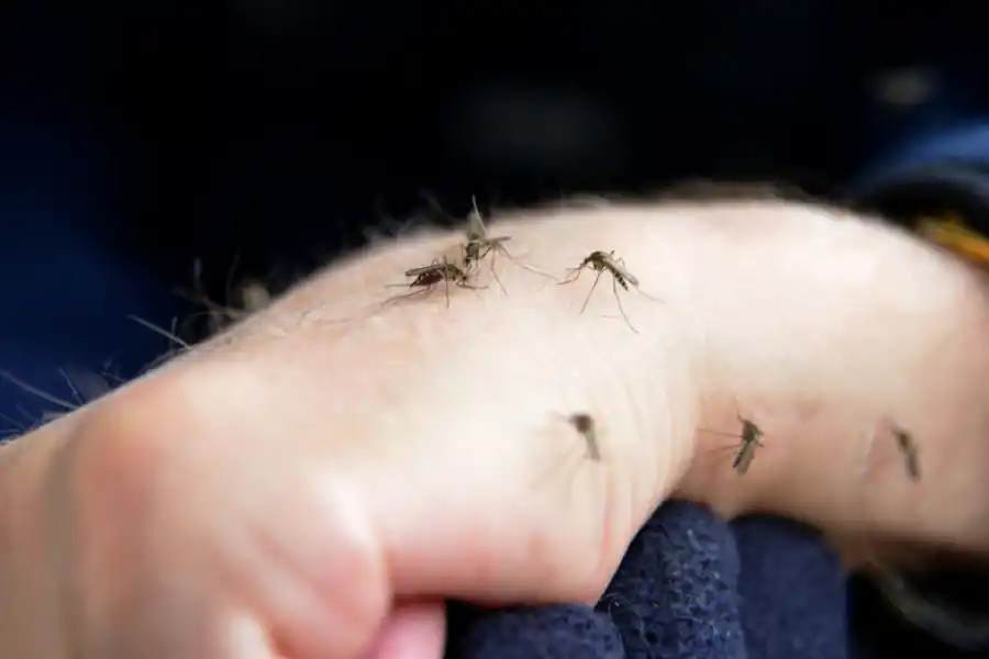 DENGUE. La campaña de vacunación contra el dengue sigue su curso.