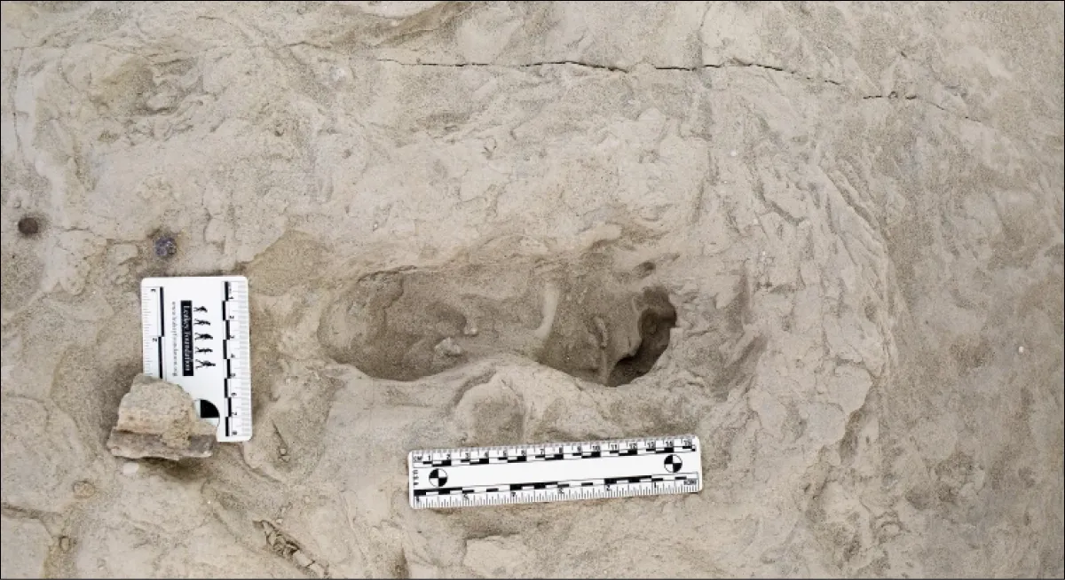 La huella pertenece al Paranthropus boisei que convivió con el Homo erectus