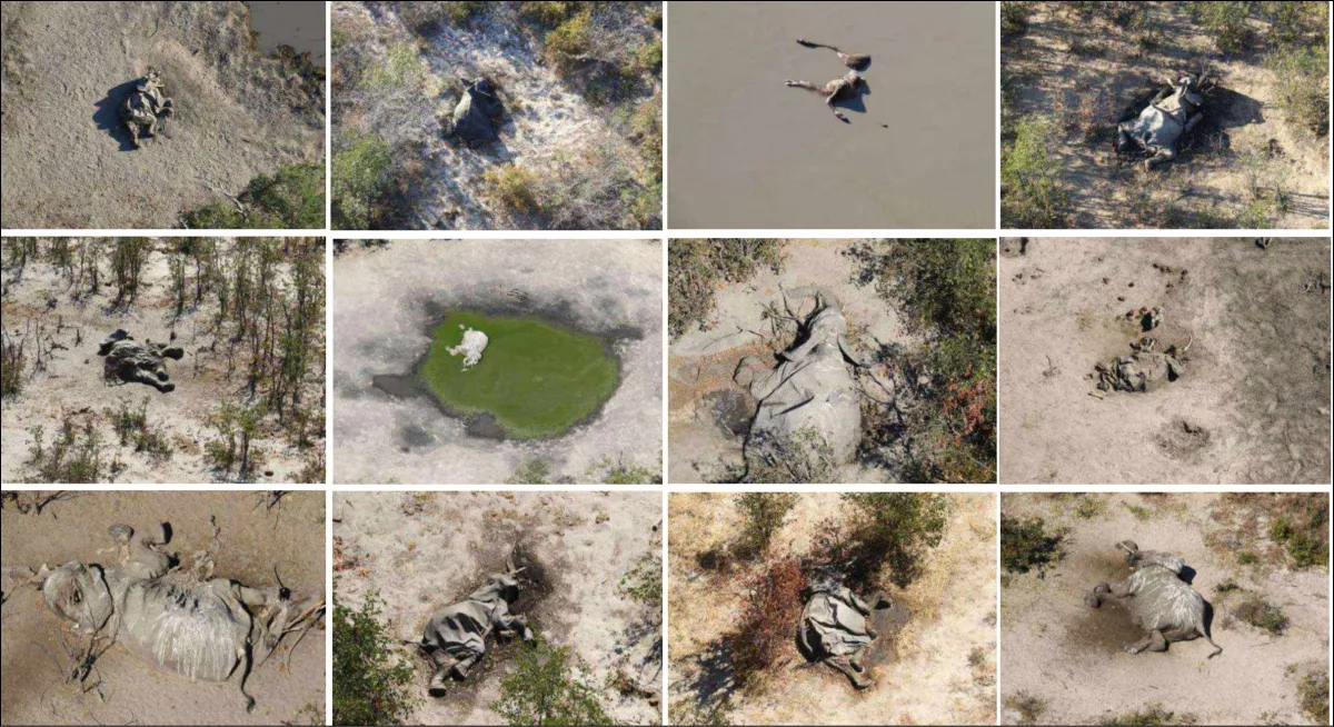 os investigadores afirman que se trata de la mayor muerte de elefantes documentada cuya causa se desconoce. 