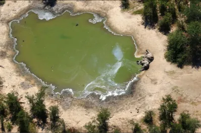 Estanques de agua tóxica provocaron la muerte masiva de 350 elefantes en Botsuana