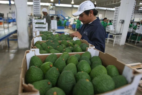 Para trasladar palta Hass por el país se exigirá el DTV-e