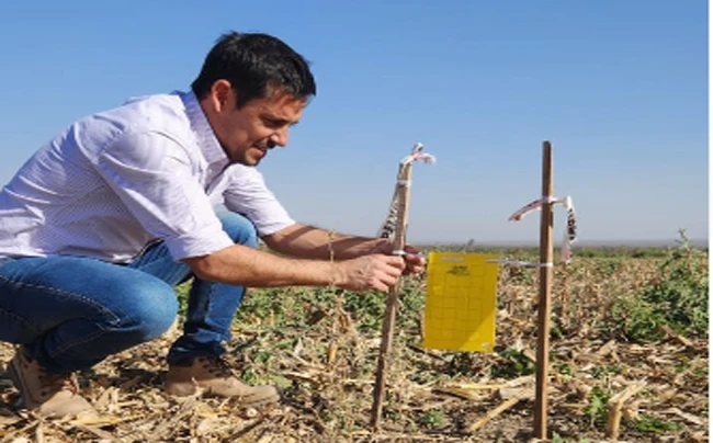 Chicharrita: capturaron adultos solo en un 30% de las trampas del NOA