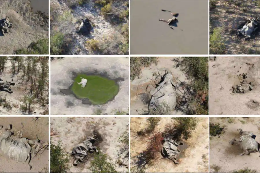 os investigadores afirman que se trata de la mayor muerte de elefantes documentada cuya causa se desconoce. 