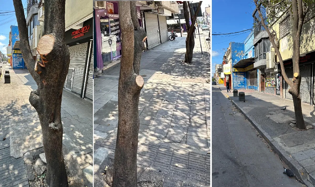 Legislador denuncia mutilación de árboles en el microcentro tucumano: “Es una aberración ambiental”