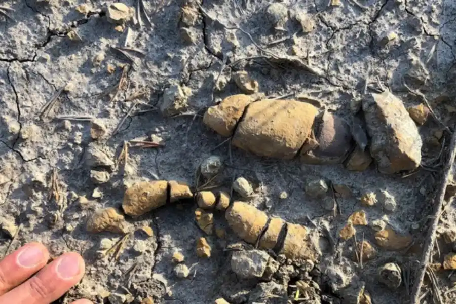 Los investigadores concluyen que este trabajo resalta la importancia de los contenidos digestivos fosilizados como herramienta clave para comprender la vida de los dinosaurios