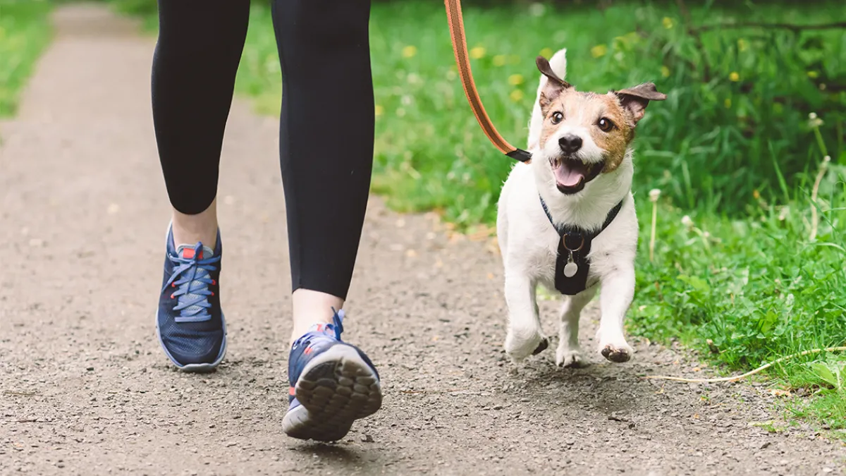 ¿Cuál es el mejor momento para pasear a nuestra mascota?