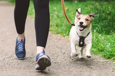 ¿Cuál es el mejor momento del día para pasear a mi perro?