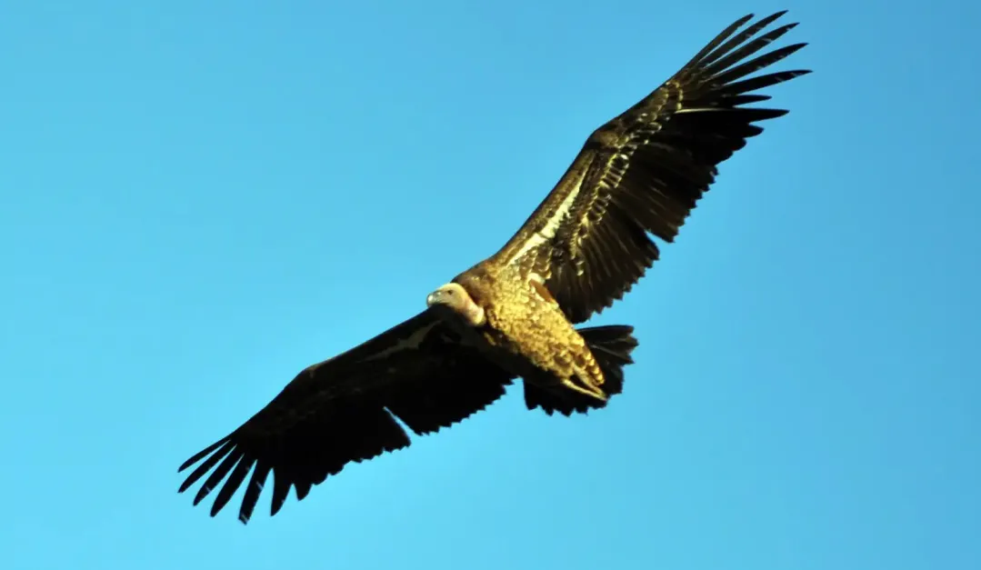 El buitre de Ruppell, el ave que más alto logró volar del mundo. 