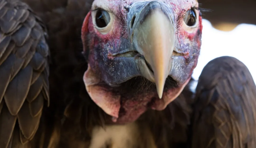 El buitre de Ruppell, una fascinante ave que vuela a 11 mil metros. 