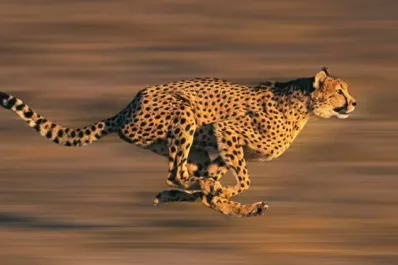 ¿Por qué se celebra el Día Internacional del Guepardo?