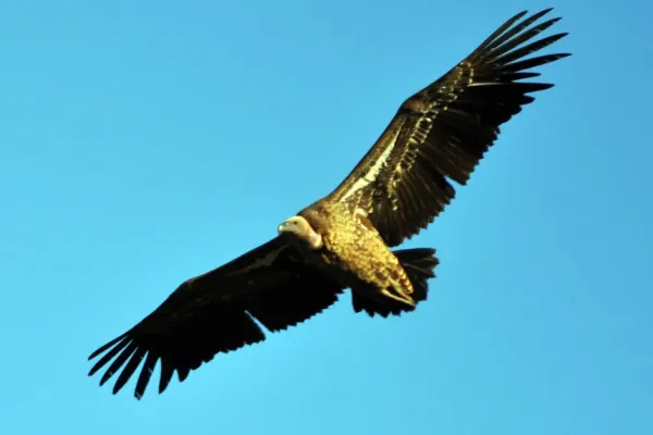 600x400_buitre-ruppell-ave-mas-alto-logro-volar-mundo-1062463-131547.webp