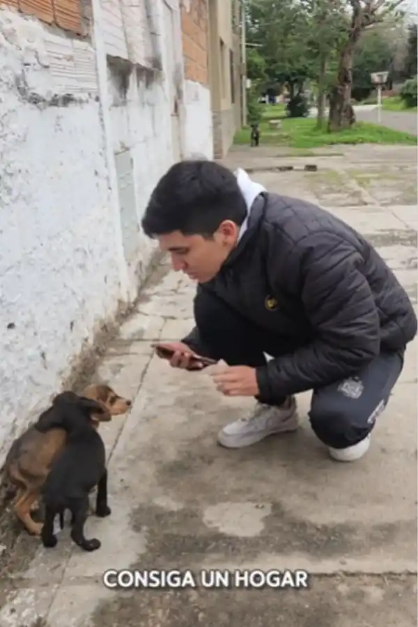 RESCATADOS. Los seguidores eligieron los nombres de los animales.