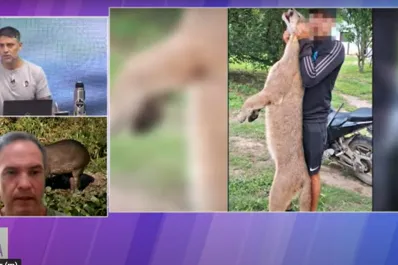 Presencia de pumas en Tucumán: Habitan en casi toda la provincia