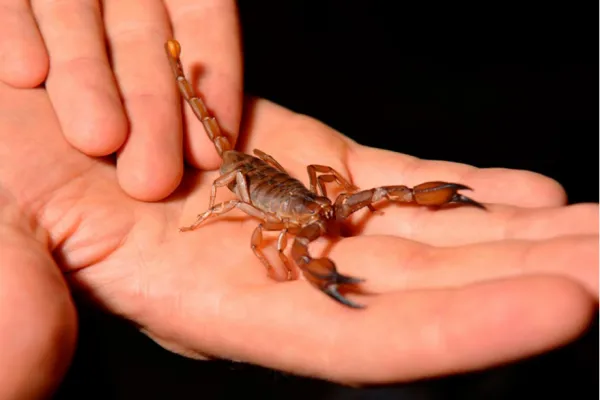 Un folleto presenta las especies ponzoñosas de la provincia y qué hacer ante picaduras