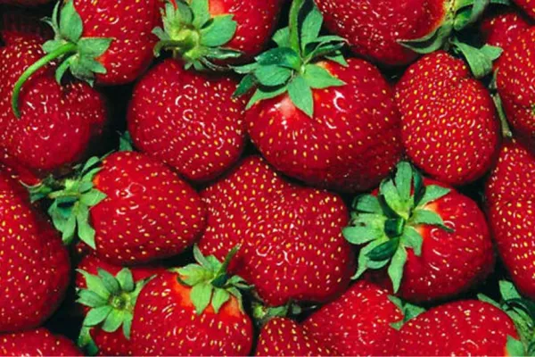 ¿Cuáles son las enfermedades que ayuda a prevenir la frutilla?