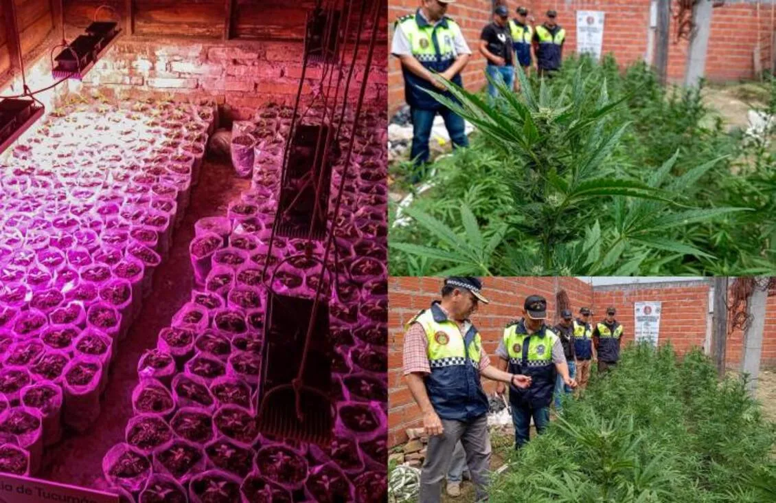 Descubrieron 600 plantas de marihuana y un vivero en una vivienda de Las Talitas