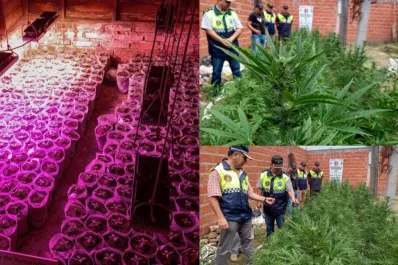 Descubrieron 600 plantas de marihuana y un vivero en una vivienda de Las Talitas