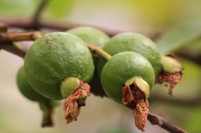 Consumir esta fruta puede disminuir el riesgo de sufrir de insuficiencia cardíaca