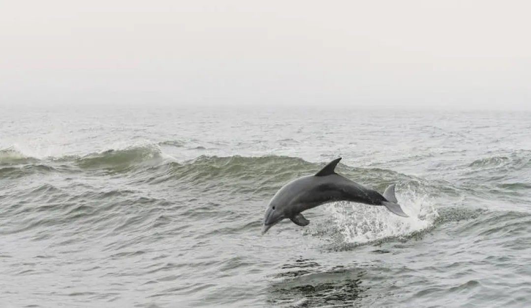 Los investigadores también detectaron sedantes y relajantes musculares en las muestras de grasa, según muestra el estudio de Texas. Foto de Steven Van Elk vía Unsplash