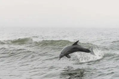 Los delfines del Golfo de México dieron positivo en un test de fentanilo y otras drogas