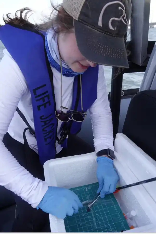 Científicos de la Universidad Texas A&M encontraron fentanilo y otras drogas y sustancias químicas en delfines del Golfo de México. Makayla Guinn