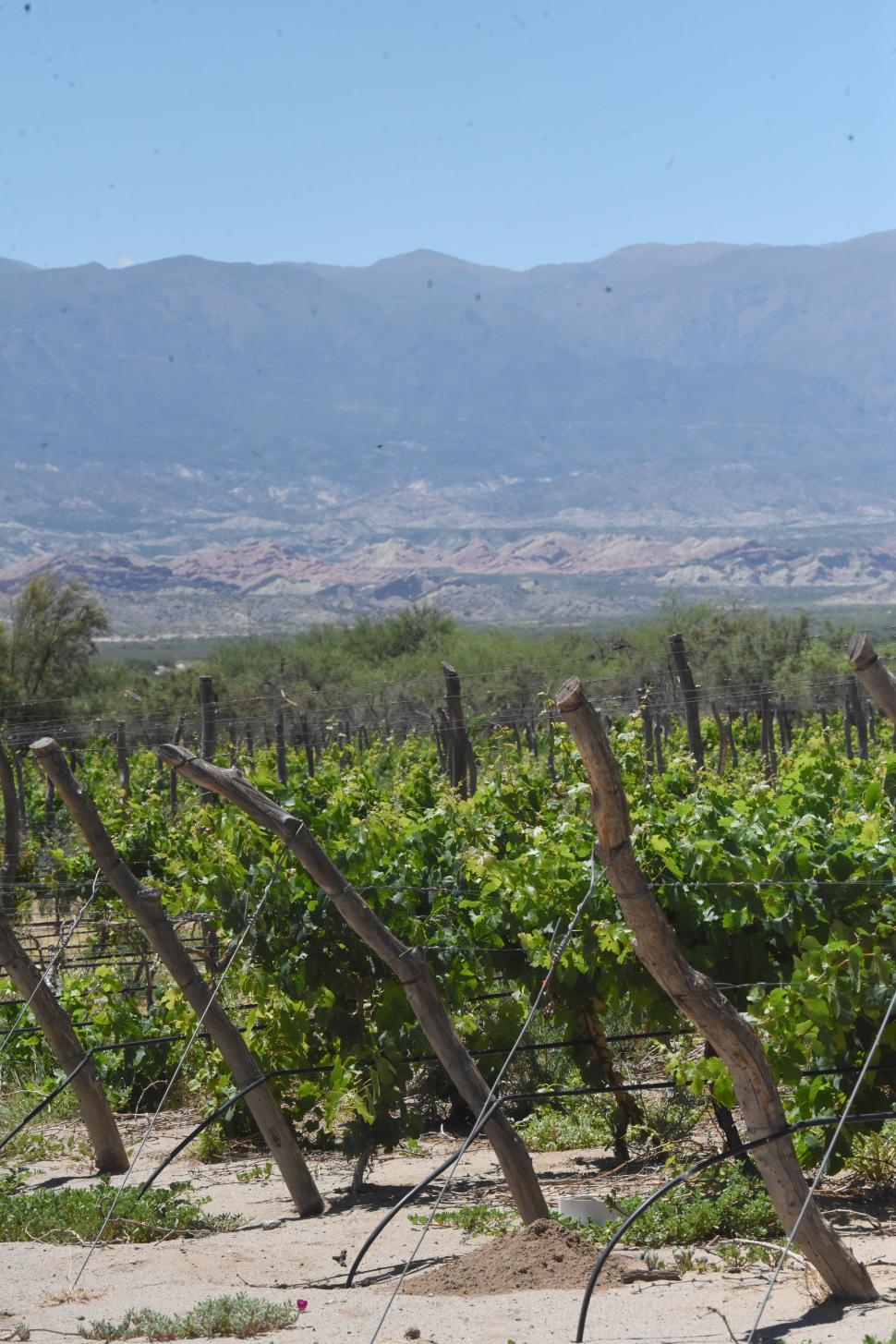 PAISAJES Y VINOS QUE SEDUCEN. Viñas del Chañar ofrece una combinación ideal para el descanso del viajero.