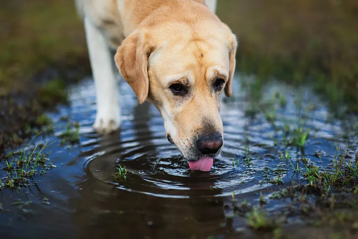 Cuál es la grave enfermedad que puede contraer tu perro o gato si toma agua de lluvia