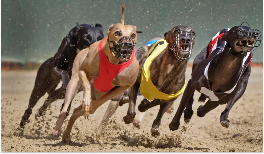 Nueva Zelanda prohibirá las controversiales carreras de galgos. 