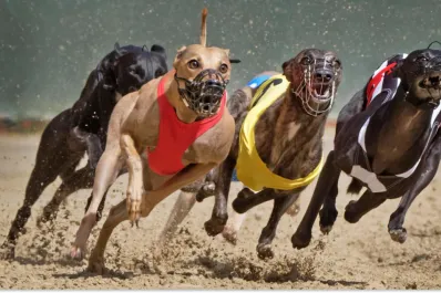 Nueva Zelanda prohibirá las carreras comerciales de galgos por poner en riesgo la vida de estos animales