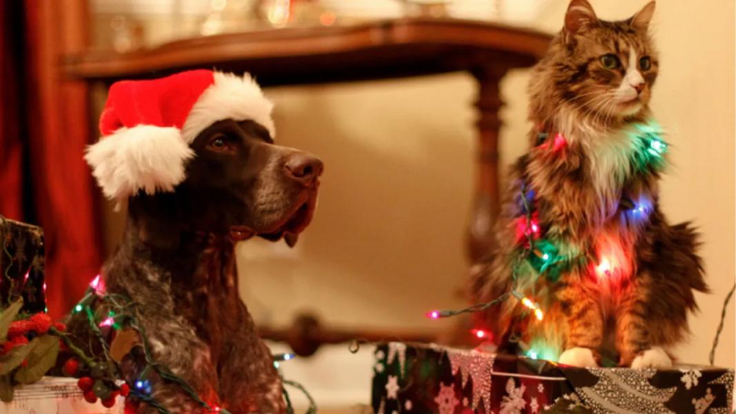 Las mascotas tienen una audición más sensible que la de los humanos.