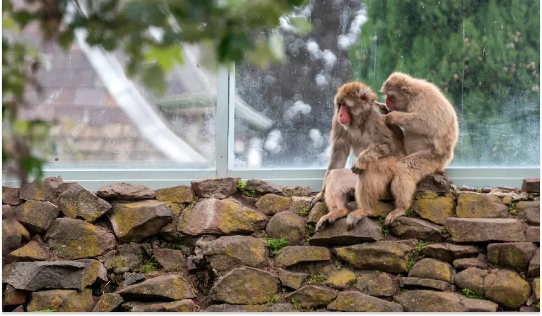 Los monos de Launceston City Park en Tasmania serán esterilizados. 