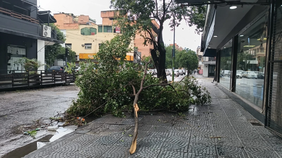 Rama caída en Barrio Norte. 