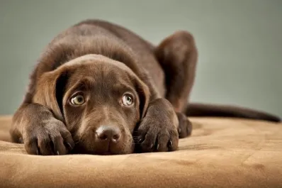 Pirotecnia: qué hacer para que las mascotas pasen las fiestas sin secuelas