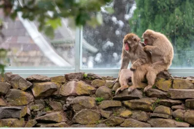 Los monos de una ciudad australiana serán esterilizados para desaparecer en 30 años